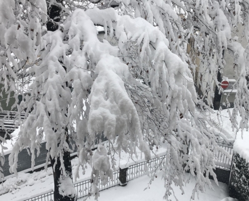 Villa il maiale bianco ontbijttuin sneeuw op de boom dec 2020