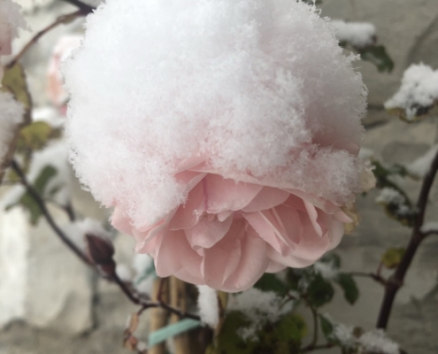 Villa il maiale bianco roos in de sneeuw dec 2020